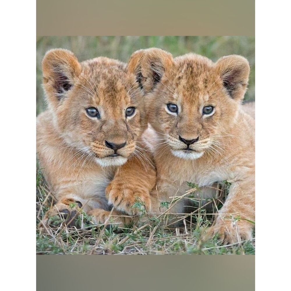 Custom Fridge Magnets Lion Cubs Home Kitchen Decor